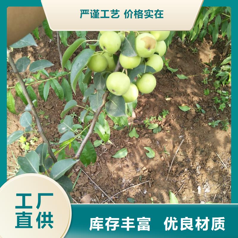 梨树桃树苗源头厂家量大价优