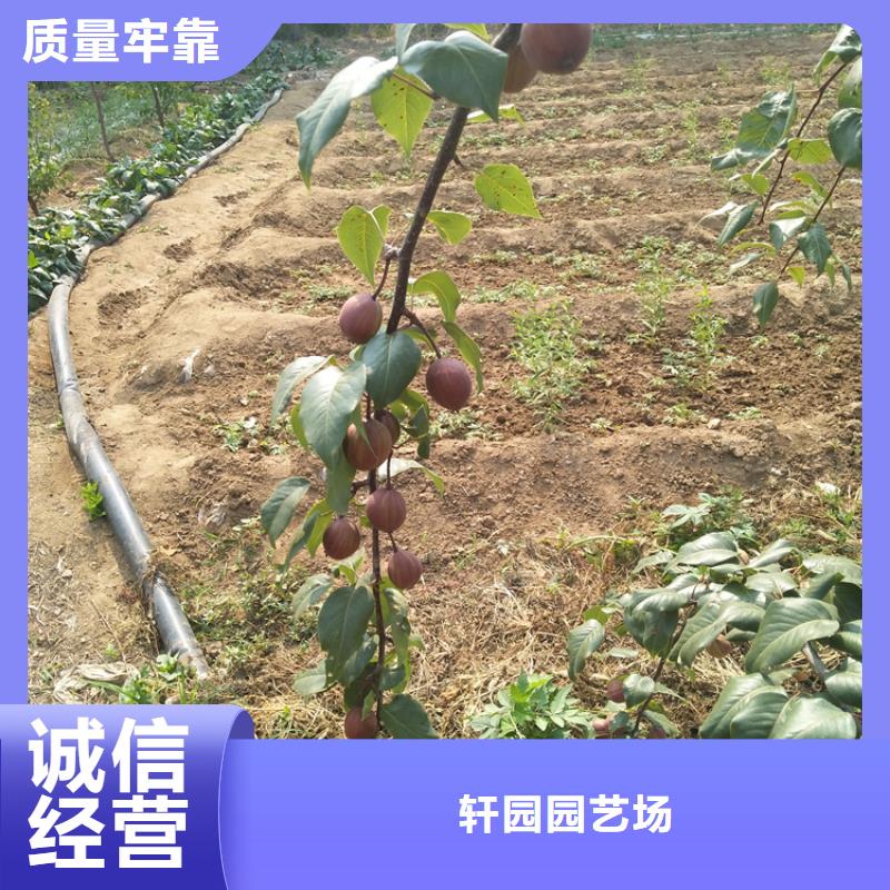 梨树【苹果苗】不只是质量好