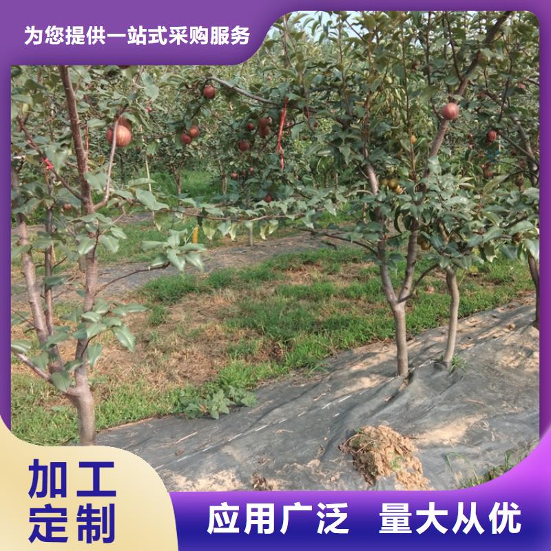 【梨树】无花果苗多家仓库发货