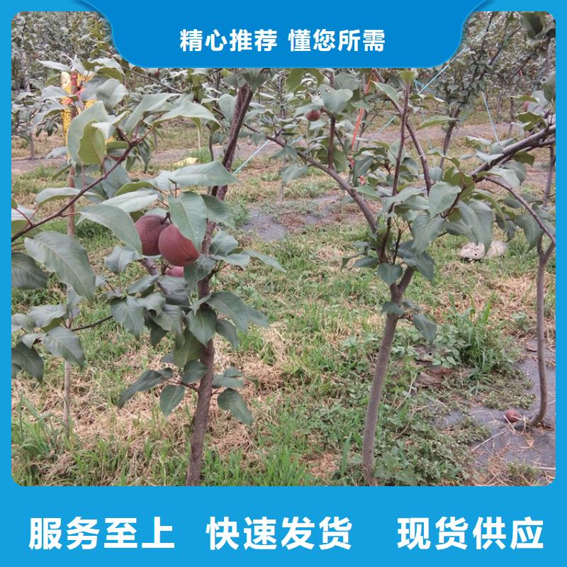 梨树,无花果苗源头厂家