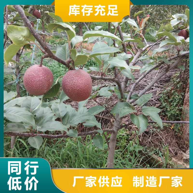 梨树无花果苗用好材做好产品