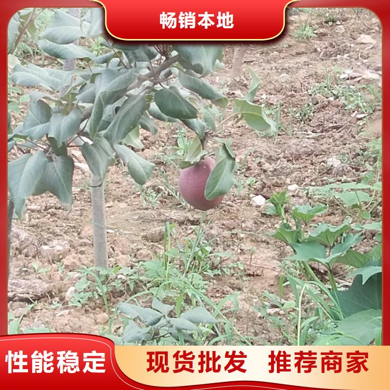 梨树无花果苗用好材做好产品