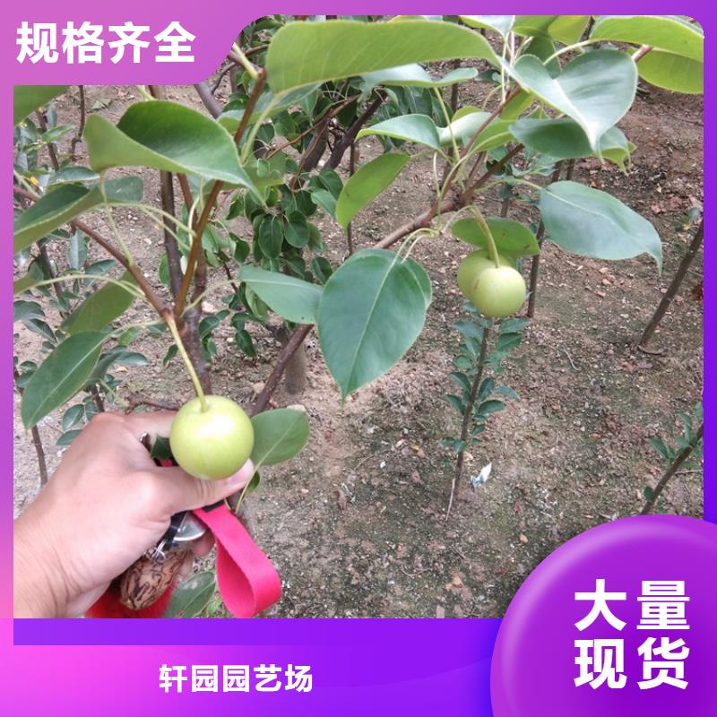 梨树桃树苗源头厂家量大价优