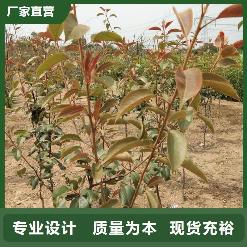 梨树桃树苗源头厂家量大价优