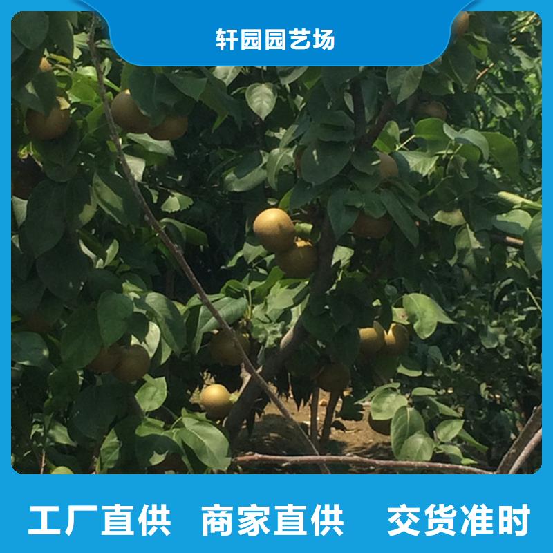 梨树无花果苗用好材做好产品