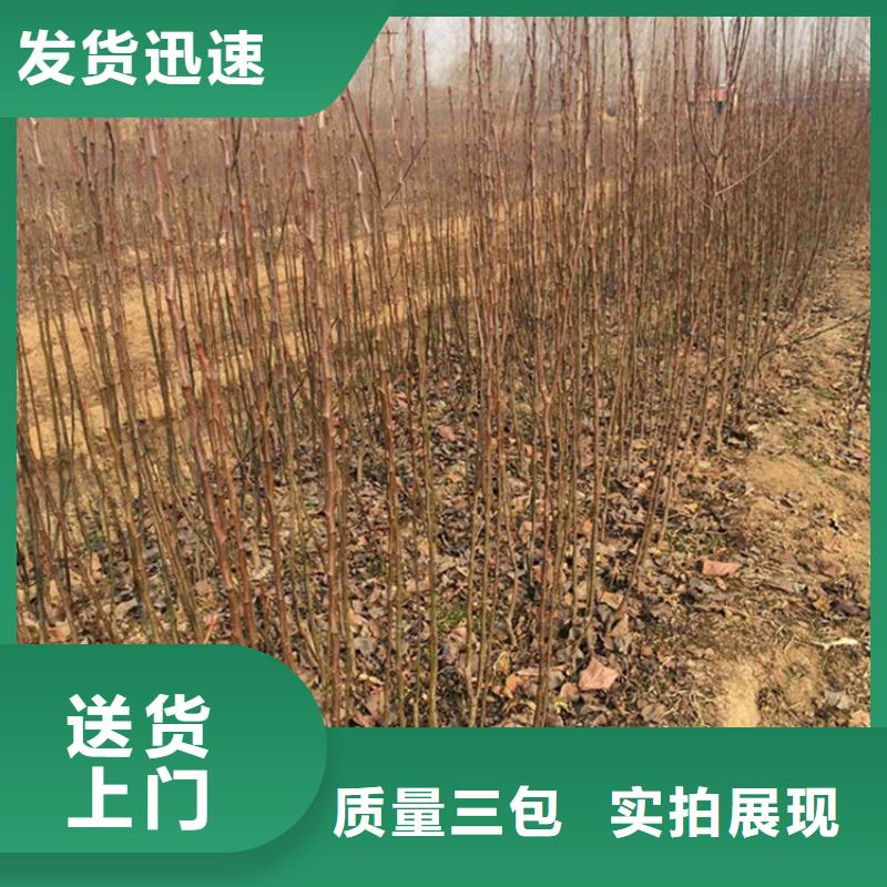 梨树【苹果苗】不只是质量好