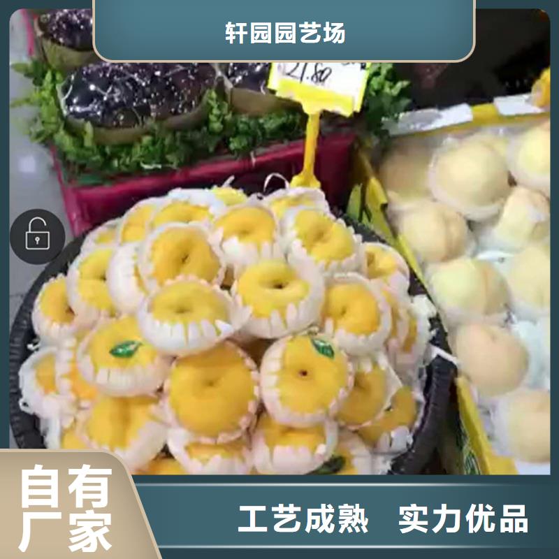 桃-苹果苗实力优品