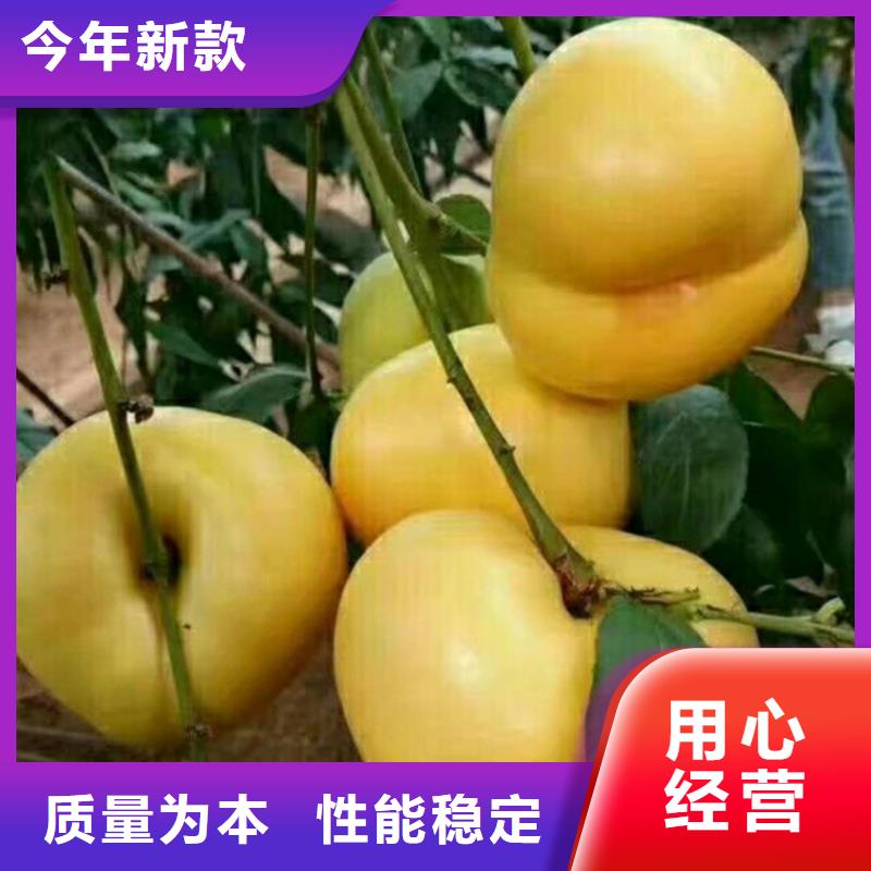 桃无花果苗按需定制真材实料