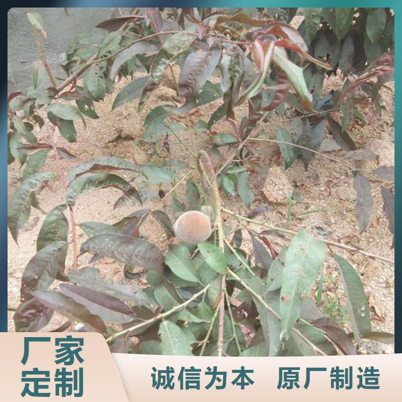 桃,【苹果苗】品质优良