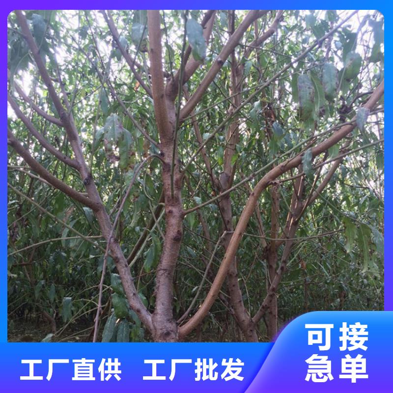 桃,【梨树苗】严选好货