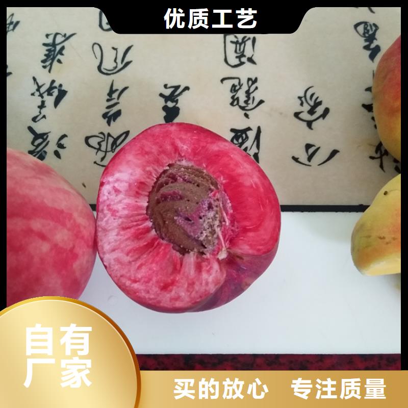 桃西瓜苗同行低价