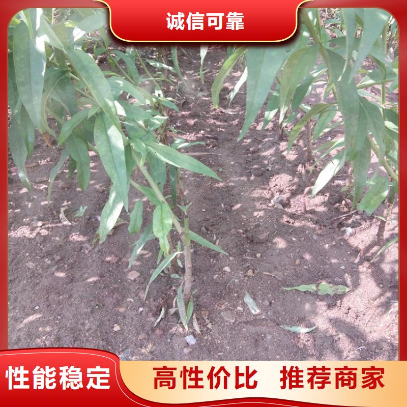 【桃苹果苗价格透明】