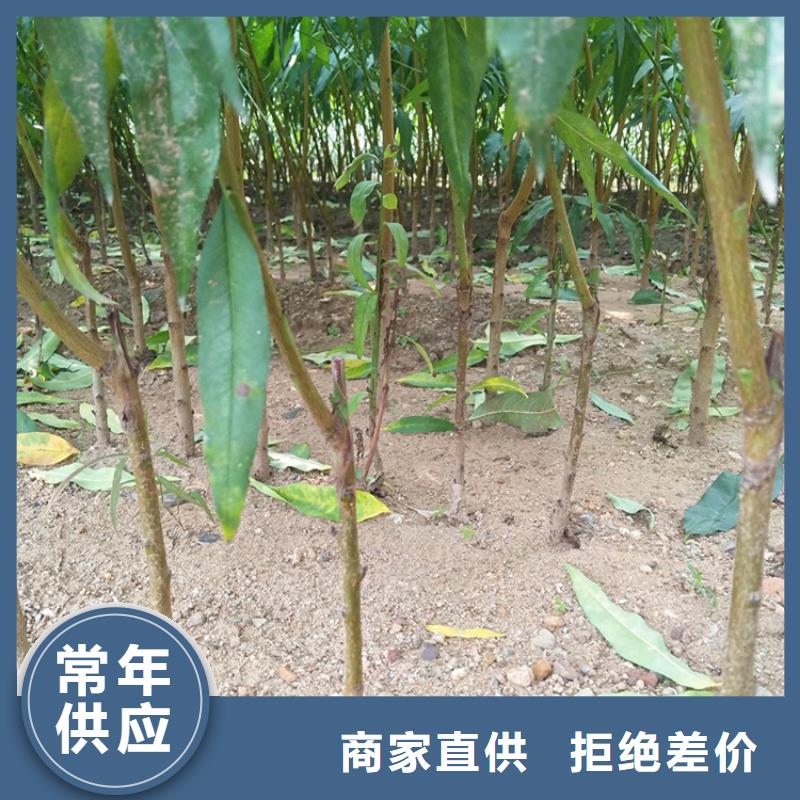 桃梨树苗产地采购