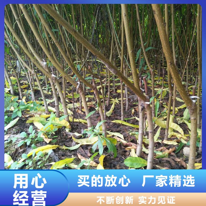 桃无花果苗按需定制真材实料