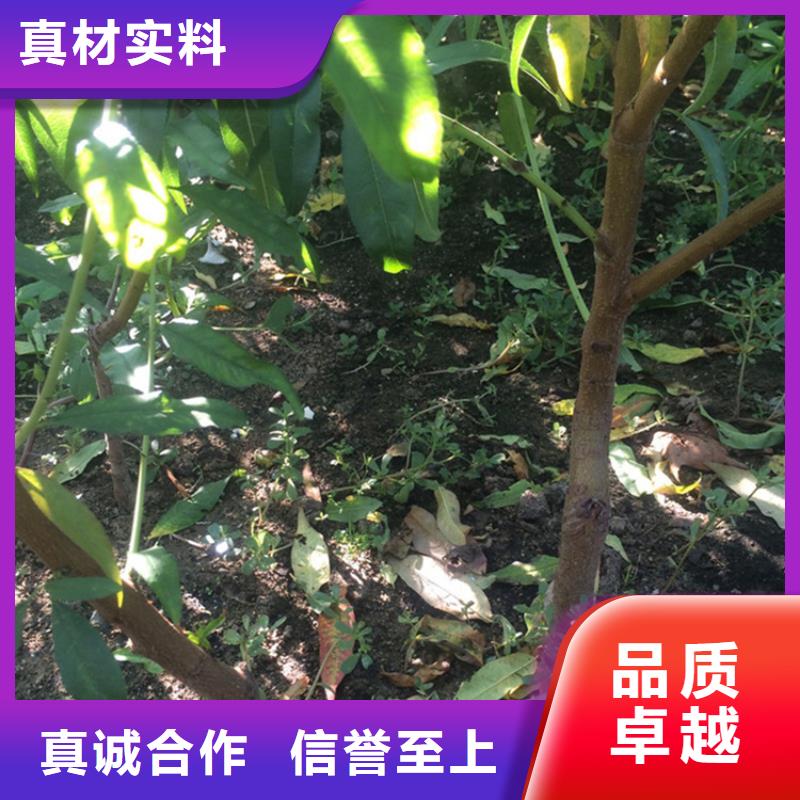 【桃】苹果苗定制批发