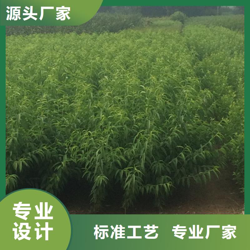 桃无花果苗按需定制真材实料