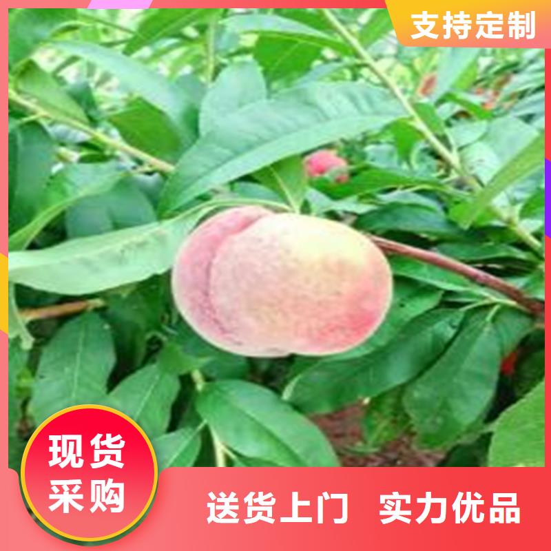 【桃石榴树质量无忧】