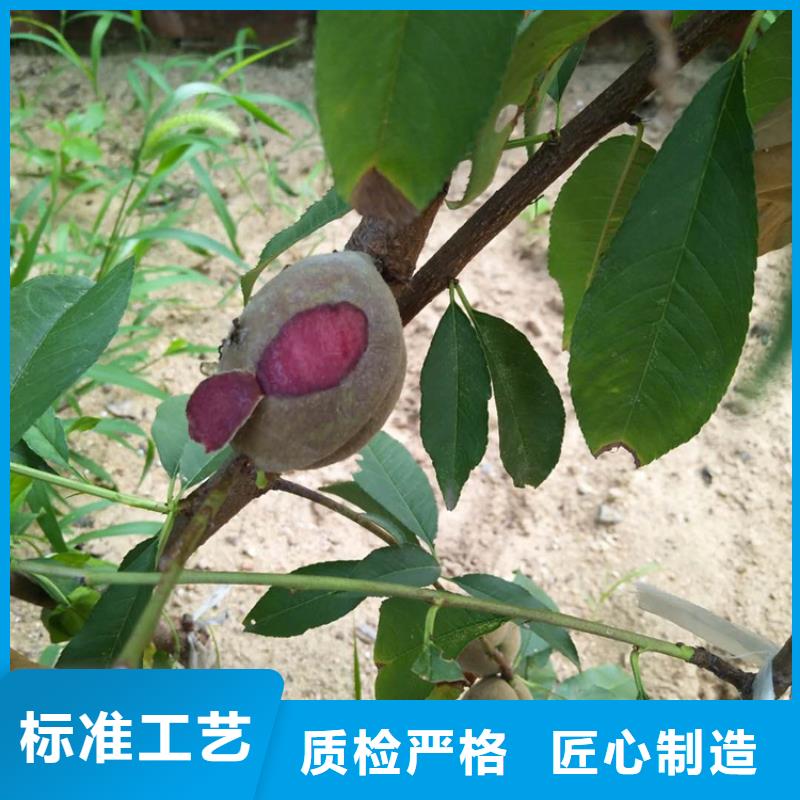 【桃苹果苗价格透明】