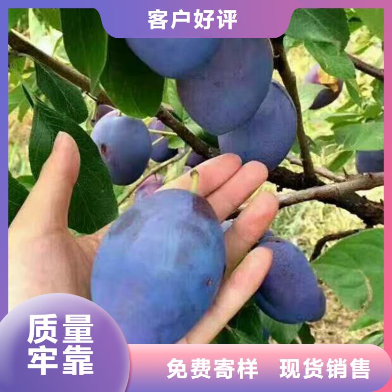 李子杏树苗源头厂家量大价优