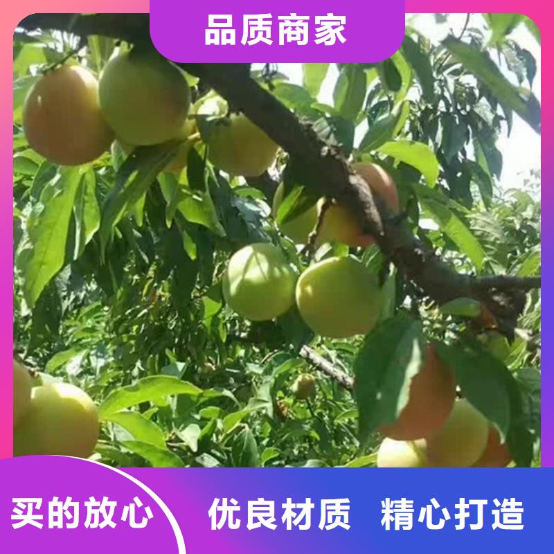 【李子_苹果苗长期供应】