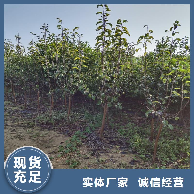 李子【苹果苗】优质工艺