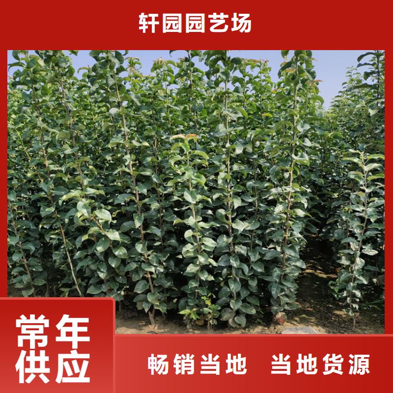 李子_3公分软籽石榴苗好产品放心购