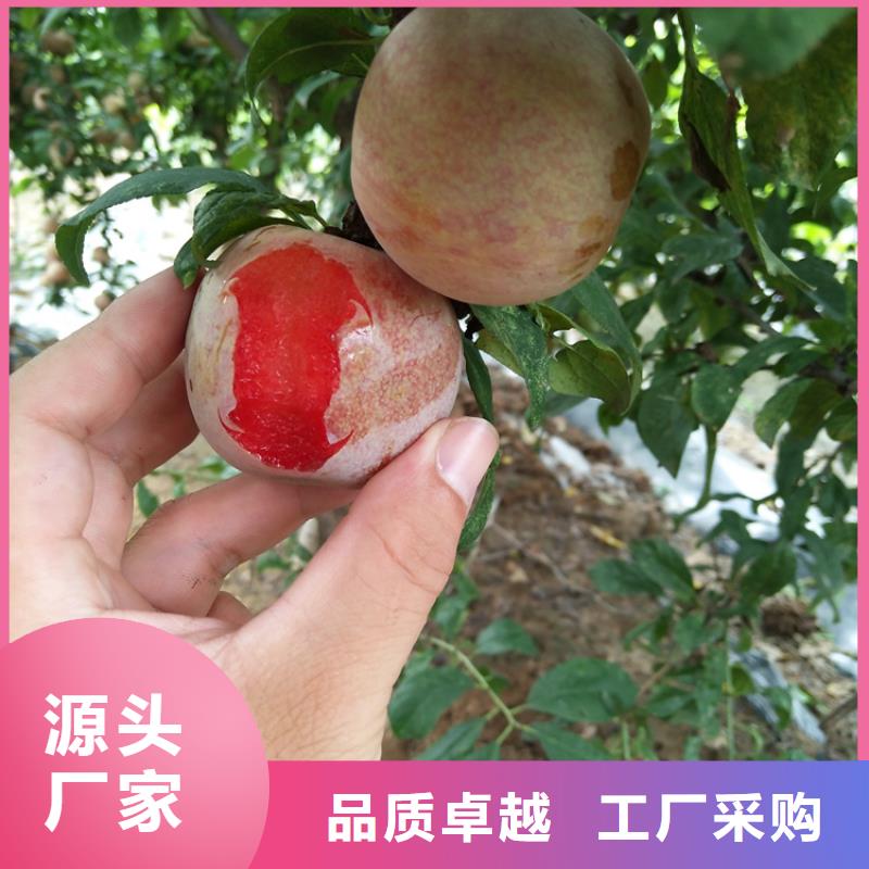 李子草莓苗老品牌厂家