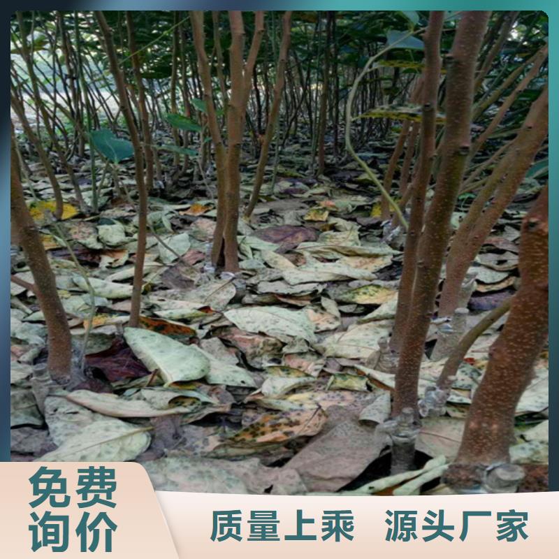 柿子_桃树苗可定制有保障