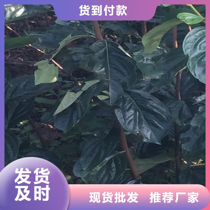 柿子_猕猴桃苗一站式供应厂家