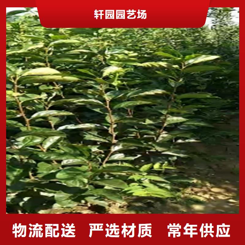 柿子无花果苗厂家销售