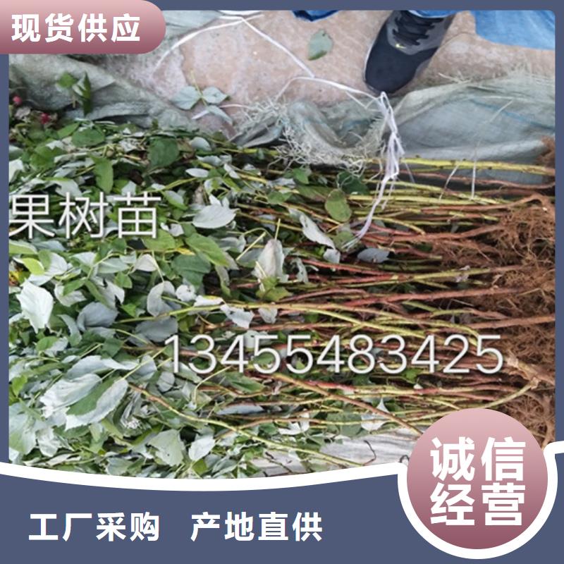 树莓草莓苗客户满意度高