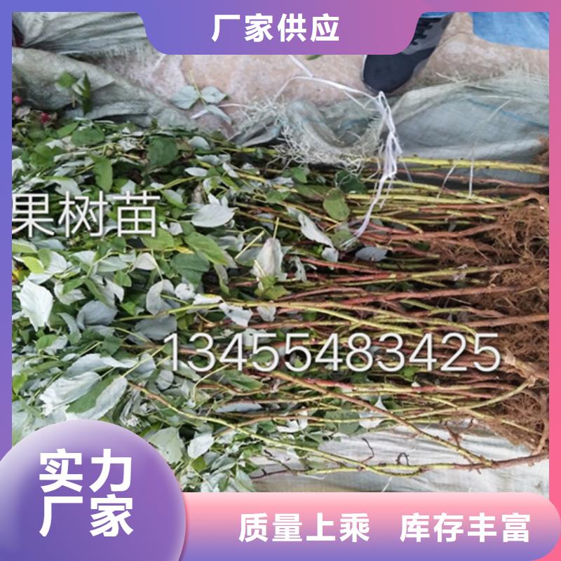 树莓苹果苗工艺精细质保长久