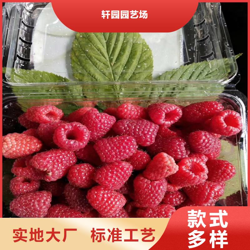 树莓苹果苗质量好