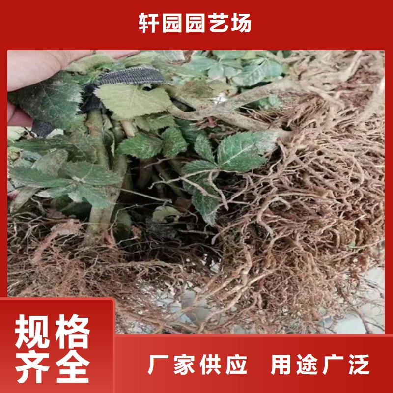 树莓玛瑙红石榴苗好品质用的放心