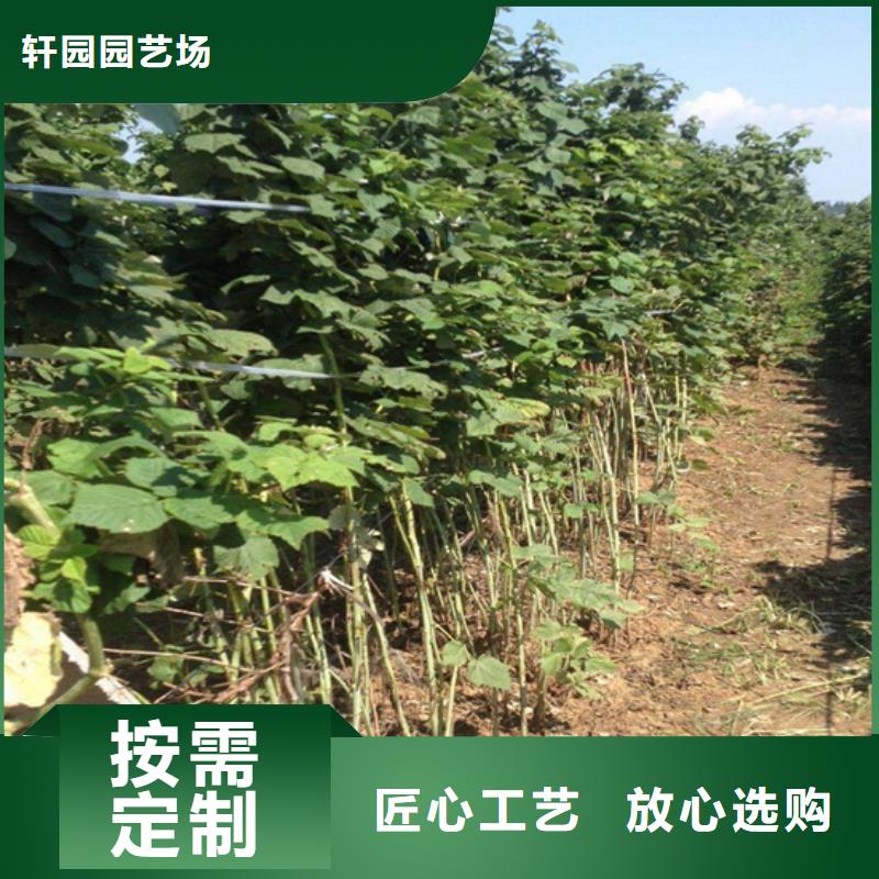 树莓无花果苗实体诚信厂家