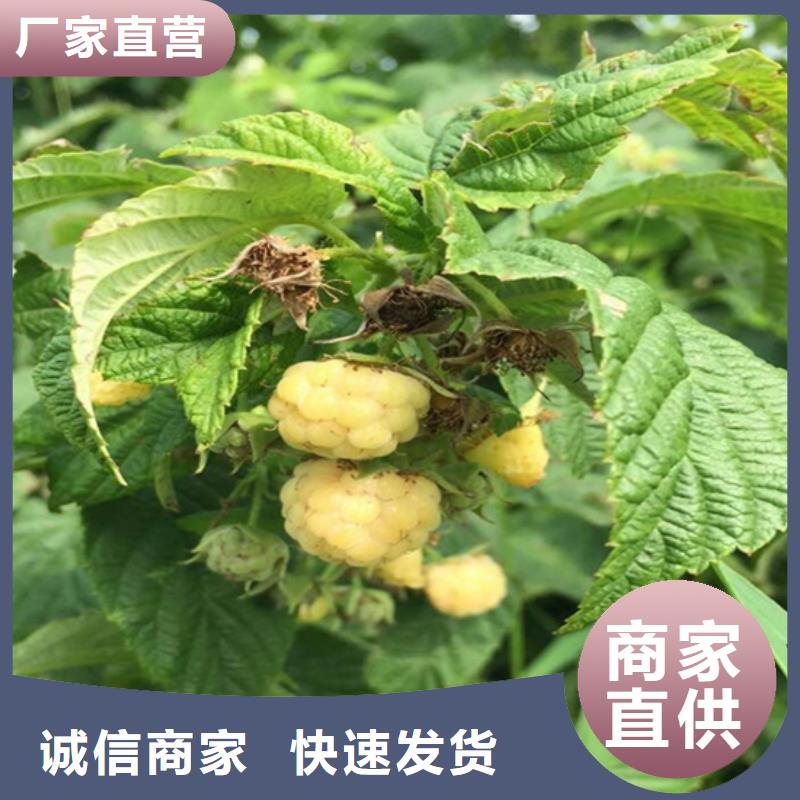 【树莓苹果苗质量优价格低】