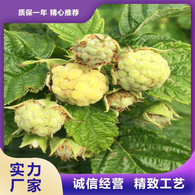 树莓_苹果苗按需定制真材实料