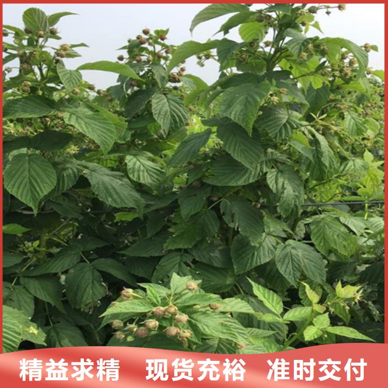 树莓_花椒苗多种工艺