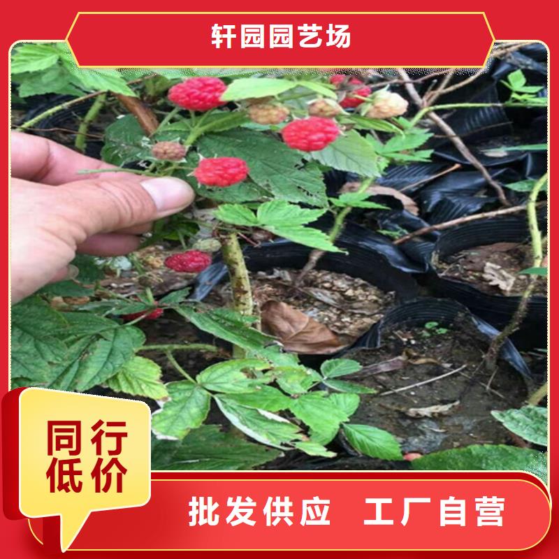 树莓苹果苗工程施工案例