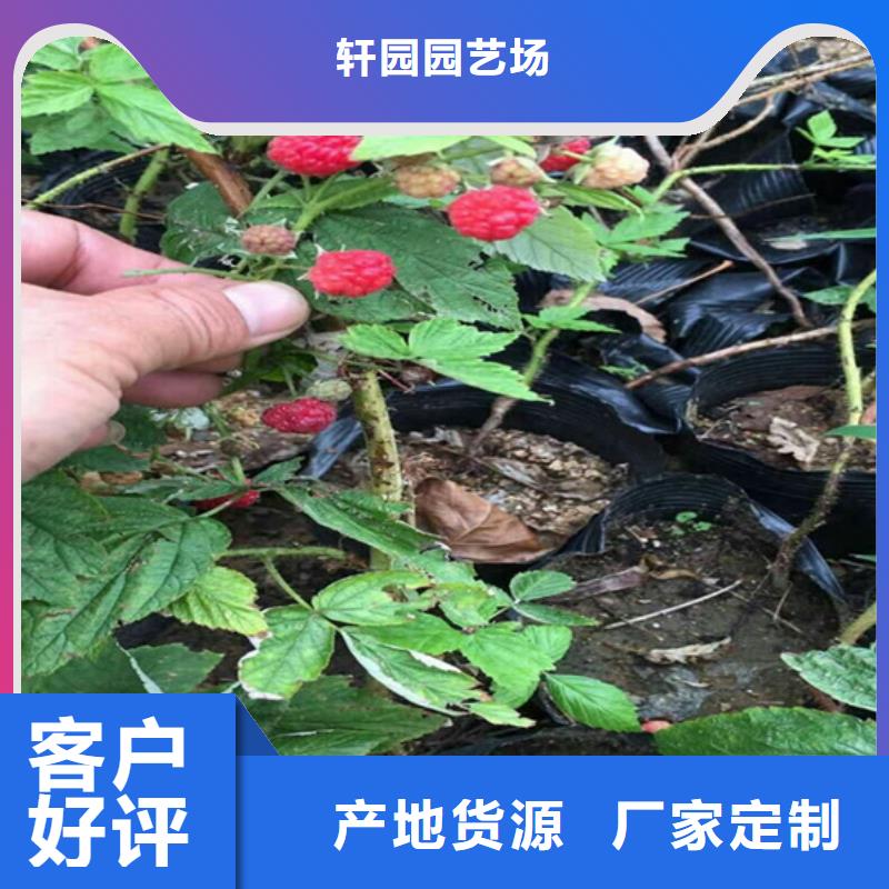 树莓石榴树生产加工