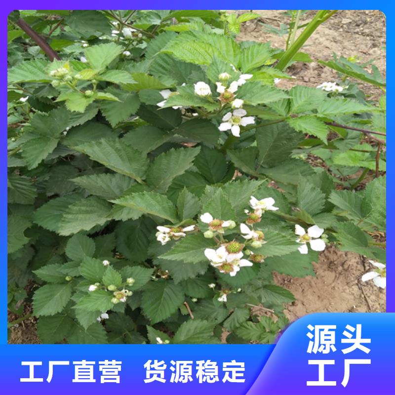 树莓苹果苗工程施工案例