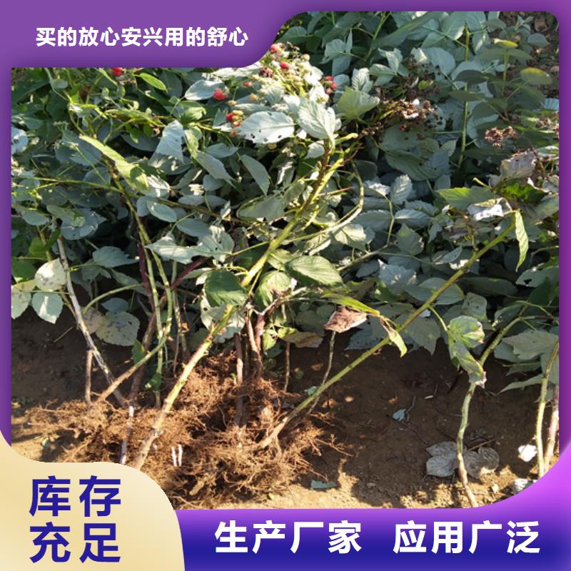 树莓_【桃树苗】精工细致打造