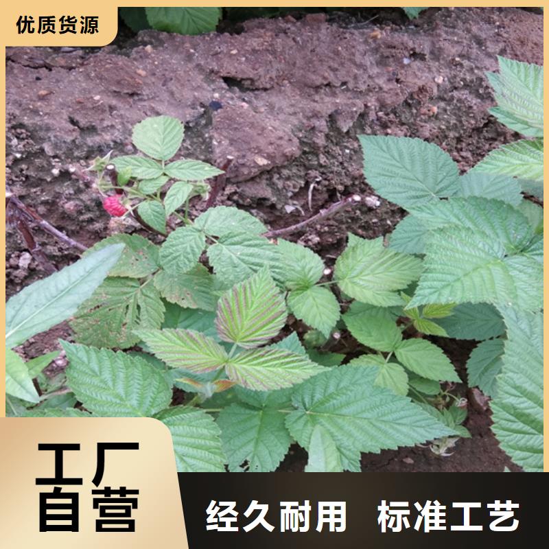 树莓嘎啦苹果保障产品质量