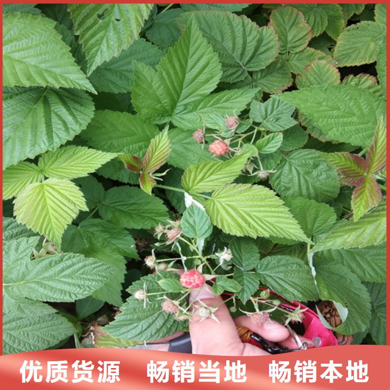 【树莓苹果苗质量优价格低】