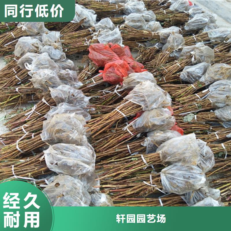 树莓-红石榴苗基地产品参数