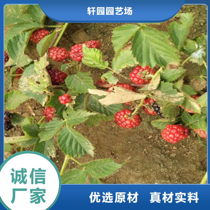 【树莓苹果苗质量优价格低】