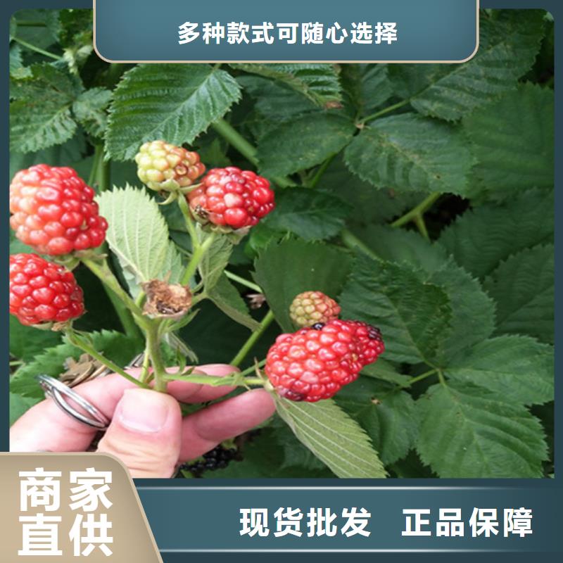 【树莓】-梨树苗根据要求定制