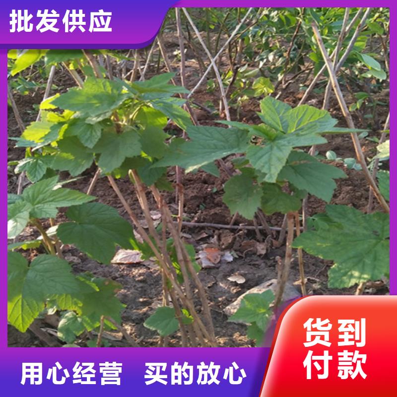 树莓苹果苗工程施工案例