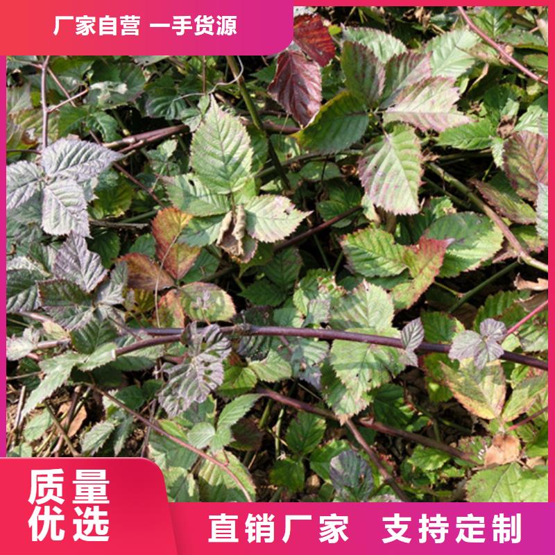 【树莓苹果苗质量优价格低】