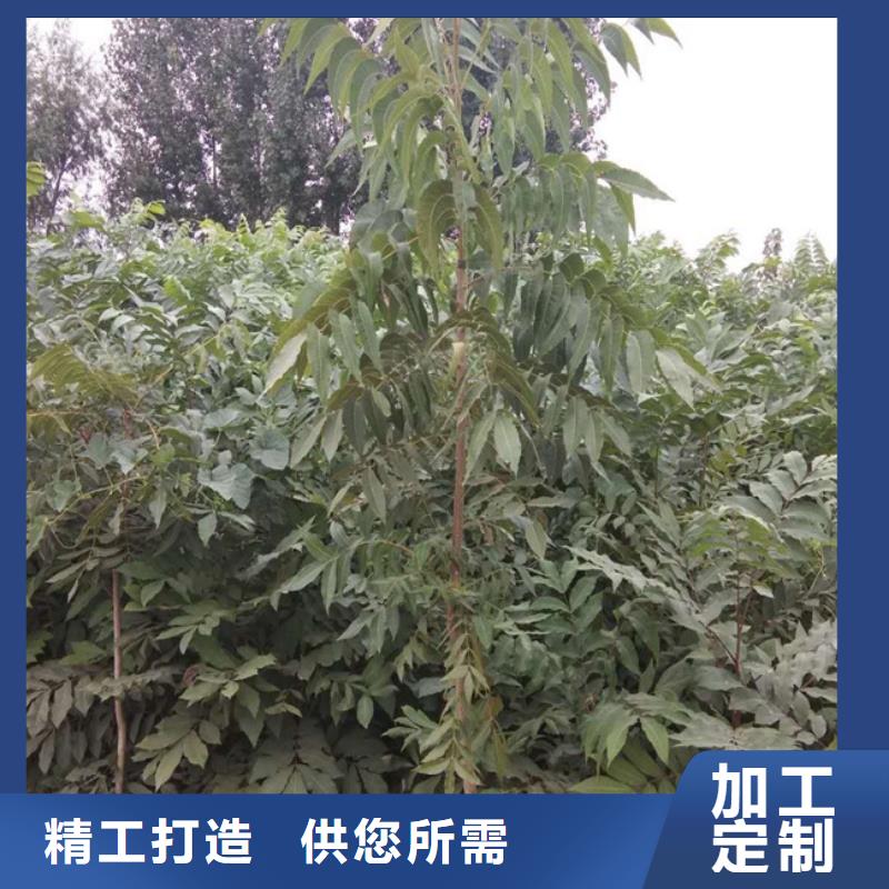 【碧根果苹果苗专业设计】